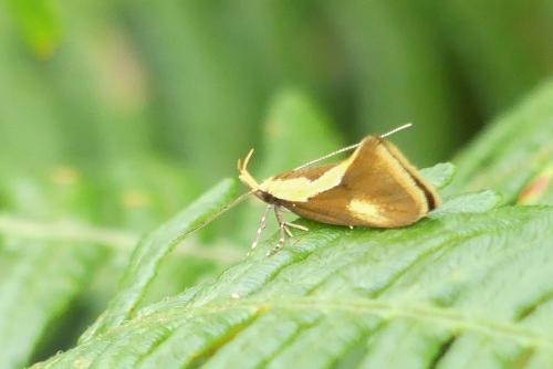 Harpella forficella